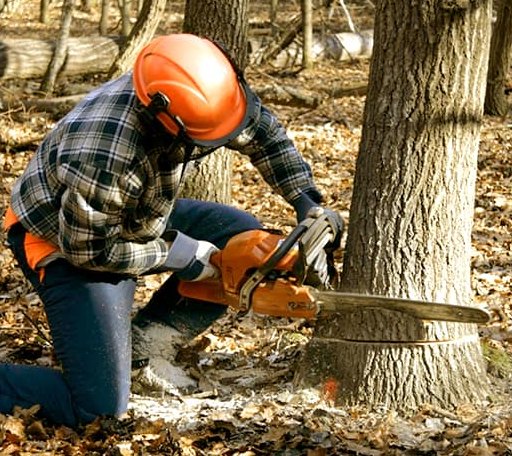 Tree Removal in Rantoul, KS